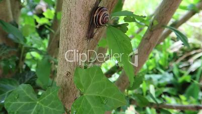 snail