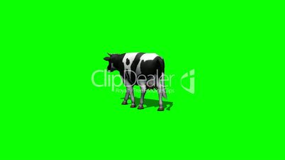 cow goes - green screen 2