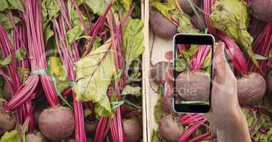 Hand photographing beet root through smart phone