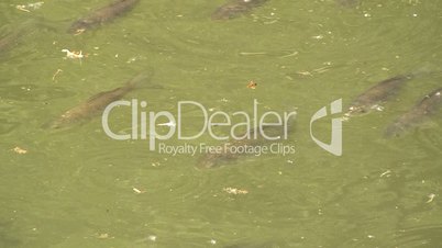 Junge Karpfen im Teich