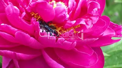 Holzbiene und rosa Pfingstrosenblüte