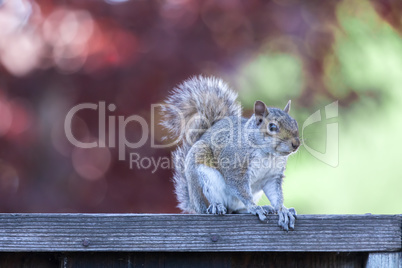 Eastern Gray Squirrel (sciurus carolinensis) posing on backyard fence with late afternoon natural lights.