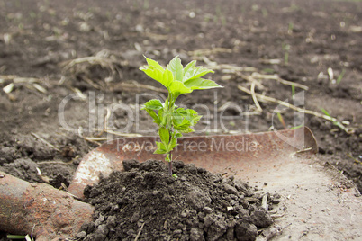 Green sprout in the ground