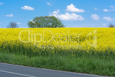 Blühendes  Rapsfeld  mit  blauen Himmel