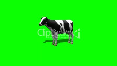 cow stands and looks around