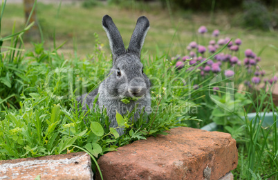 little gray rabbit