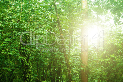Beautiful tropical rainforest
