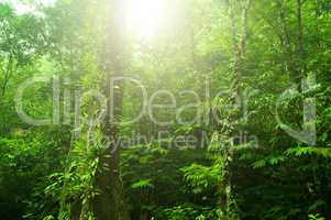 Tropical green forest