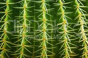 Close up cactus