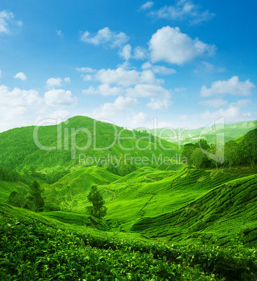 Tea plantation landscape view