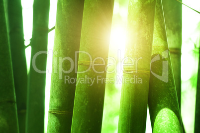 Close up on bamboo grove