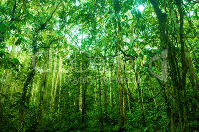 Incredible tropical green forest