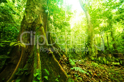 Fantastic tropical forest