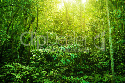 Fantastic tropical dense forest