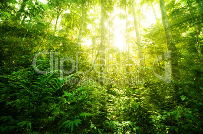 Fantastic tropical jungle
