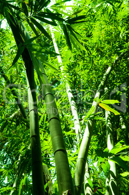 Bamboo forest vertical view