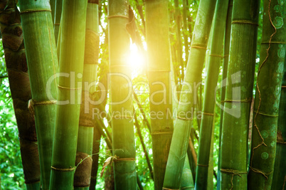 Asian bamboo forest and sunlight