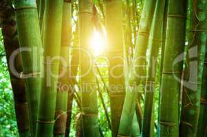 Asian bamboo forest and sunlight