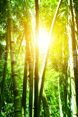 Asian bamboo forest and sun flare