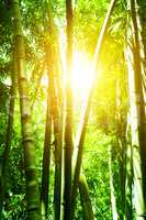 Asian bamboo forest and sun flare