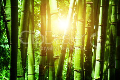 Asian bamboo forest with sunlight