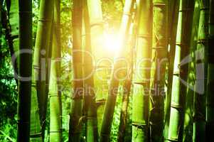 Asian bamboo forest with sunlight