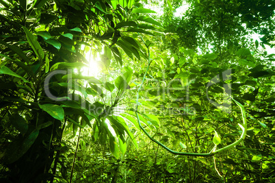 Natural tropical green forest