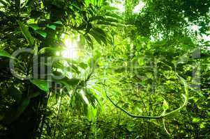 Natural tropical green forest