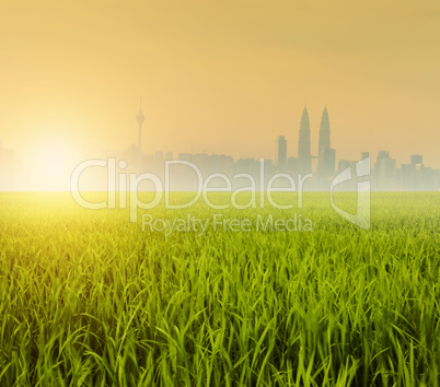 Kuala Lumpur over paddy field
