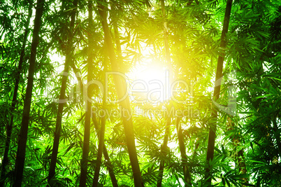 Asian bamboo forest with sun flare