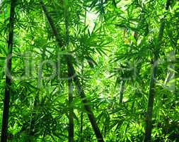 Asian bamboo forest view