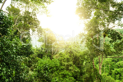 Natural tropical rainforest