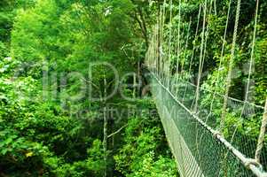 Canopy bridge Malaysia