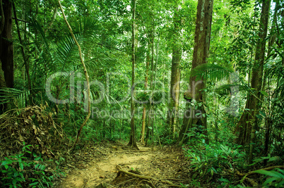 Tropical rainforest landscape with path