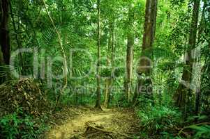 Tropical rainforest landscape with path