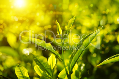 Close up tea leaf
