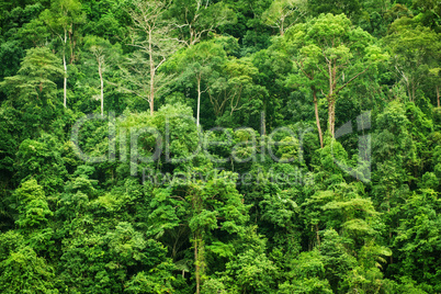 Tropical green forest landscape view