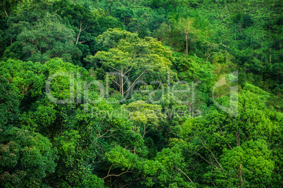 Tropical green forest view