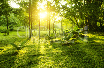 Tropical green forest sunrise