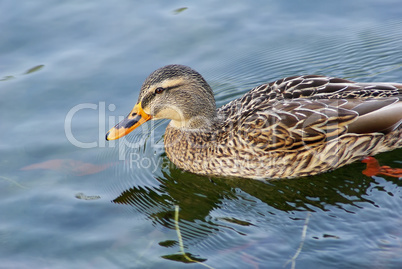 Duck mallard swimming