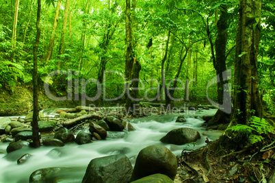 Tropical stream flowing