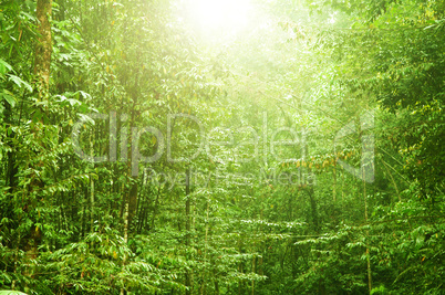 Beautiful tropical forest