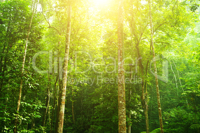 Tropical rainforest landscape