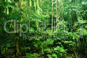 Incredible tropical dense forest