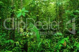 Fantastic tropical rainforest