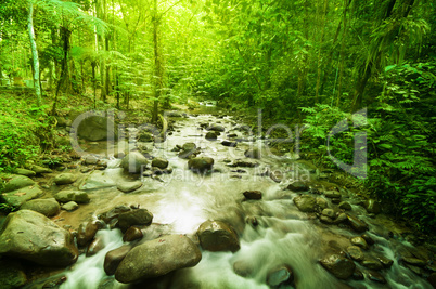 River in jungle