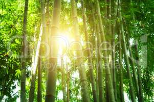 Bamboo forest in Asia