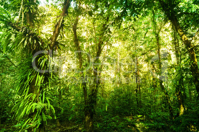 Fantastic tropical green forest