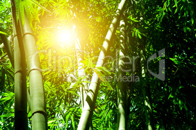 Bamboo forest with sun light