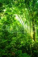 Natural tropical dense forest